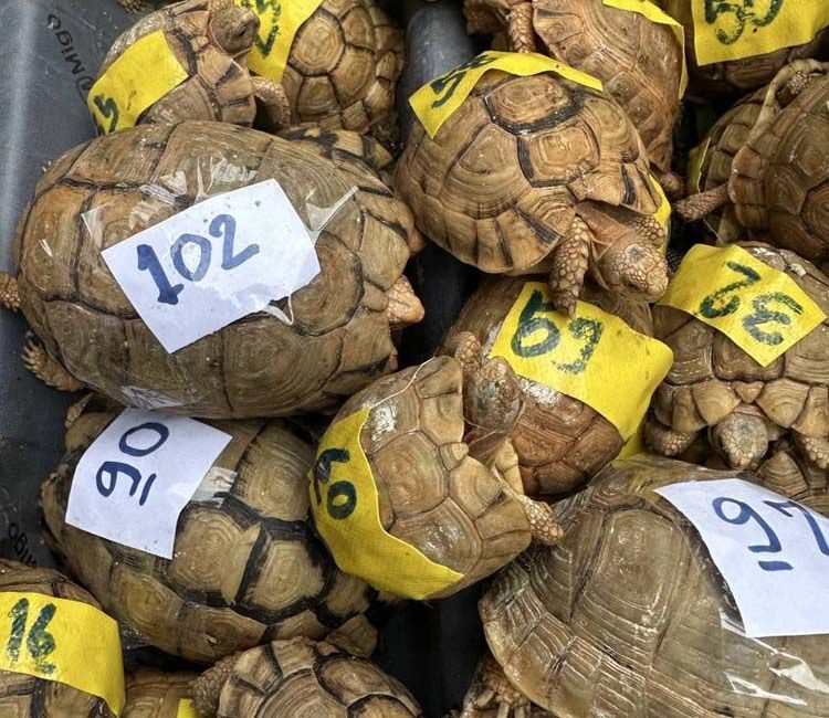 Bangkok’ta Yolcunun Valizinden Çıkanlar Şoke Etti: 187 Kaplumbağa Ele Geçirildi
Tayland