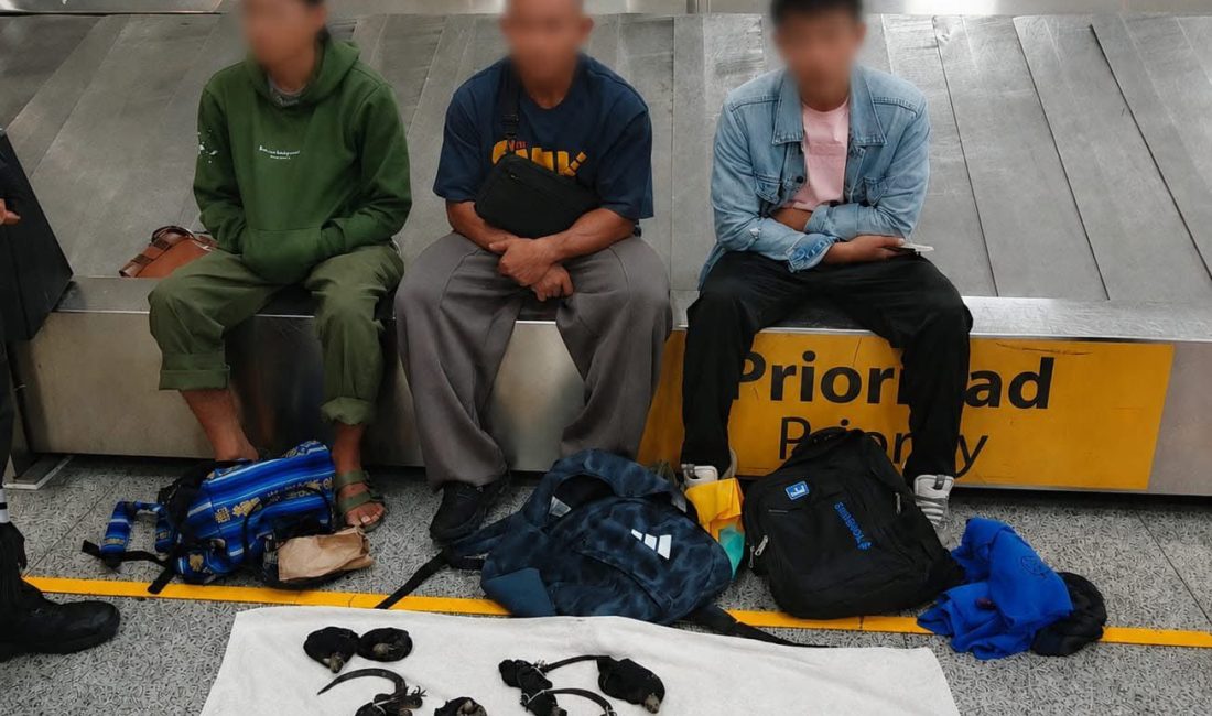 Yolcuların Çantasından 12 iguana çıktı Çantadan 12 iguana çıktı
Havalimanında Görevliler Çantaları Açınca Şok Oldu: Bacakları