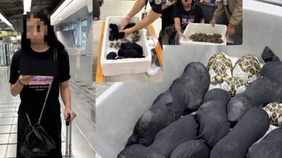 Görevliler Üst Aramada Donup Kaldı: Vücuduna 30 Kaplumbağa Saran Kadın