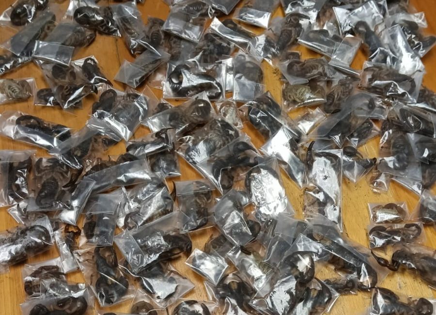 Valizden 150 Canlı Akrep Çıktı Havalimanında Yolcunun Valizi Açıldı, Görevliler Donakaldı: 150 Zehirli Akrep Çıktı!