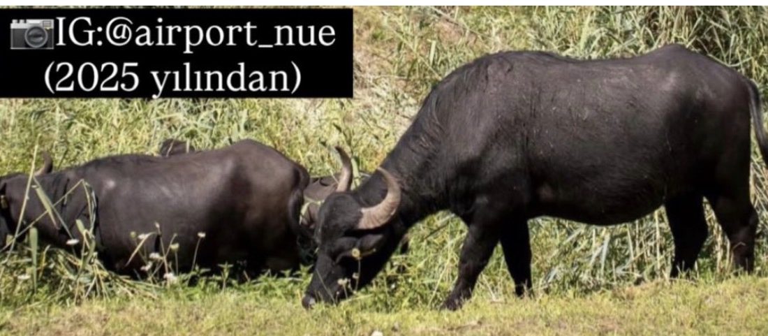 Almanya’nın Nürnberg Havalimanı arazisindeki Bucher Landgraben bölgesinde ıslak çayırların bakımı