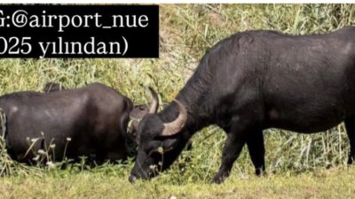 Almanya’nın Nürnberg Havalimanı arazisindeki Bucher Landgraben bölgesinde ıslak çayırların bakımı