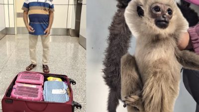 Yolcunun valizinden 3 gibon çıktı
Yolcunun valizi X-ray’den geçerken görevliler şoke