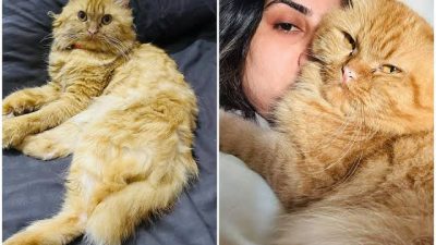 Uçağa binerken kaybolduğunu öğrendiği kedisi 10 gün sonra havalimanında bulundu.